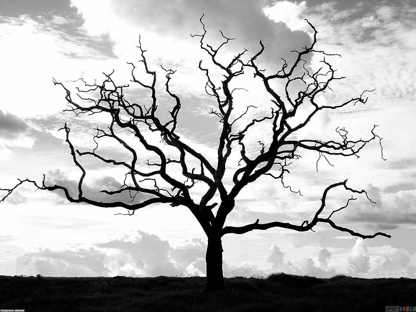 Dry Tree, dead tree HD wallpaper | Pxfuel