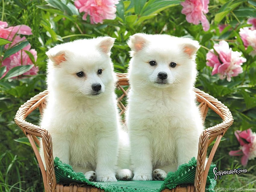 귀여운 미국 에스키모 개 강아지와. 아름다운 ... 배경 HD 월페이퍼