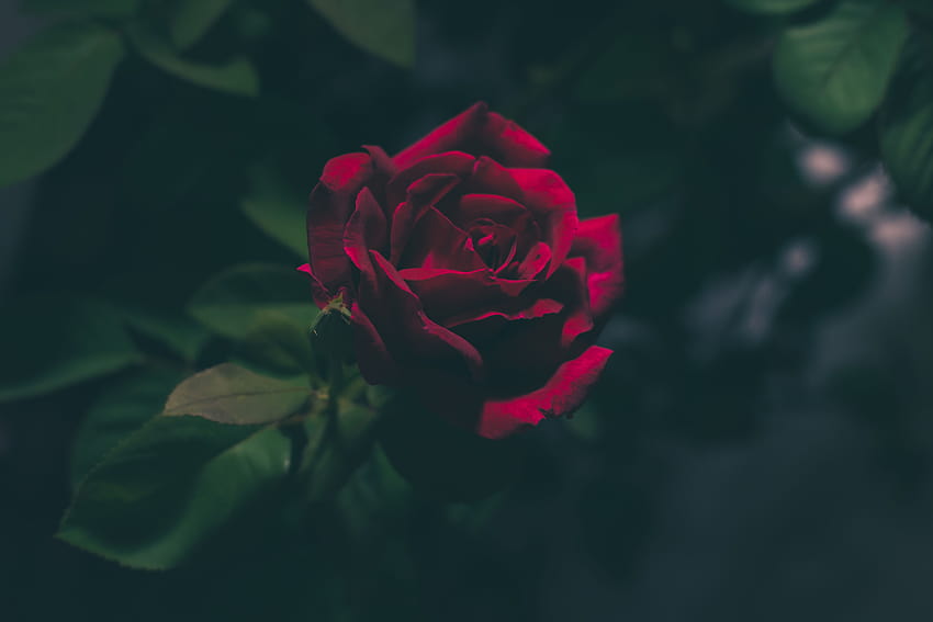 Rose Bud Dark, einzelne Rose in der Dunkelheit HD-Hintergrundbild