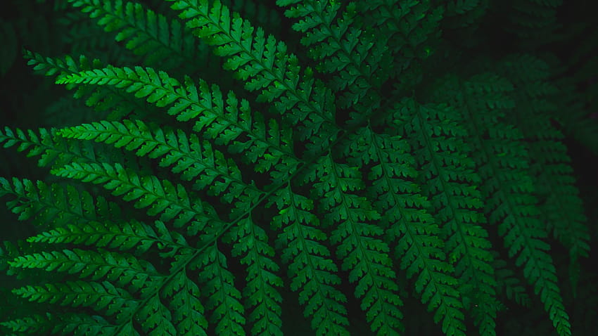 Green Fern Leaf HQ, green aesthetic laptop HD wallpaper