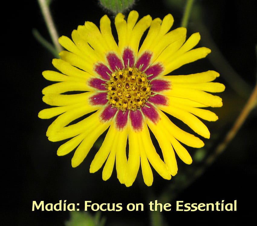 Madia: Focus on the Essential – Flower Essence Services HD wallpaper ...