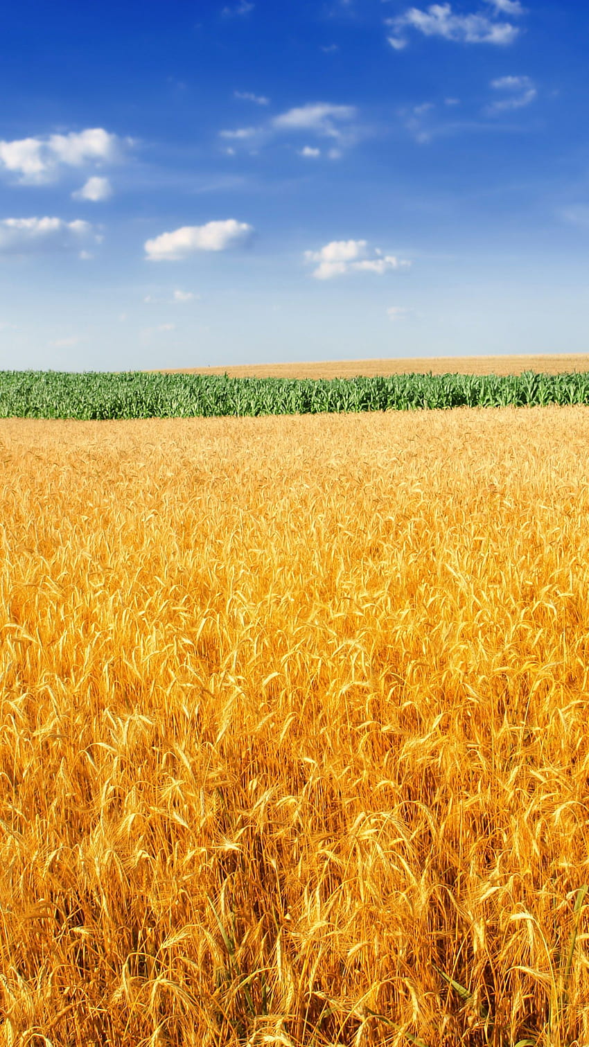 Campo di grano, paesaggio, raccolto, fattoria, natura, campo di anime Sfondo del telefono HD
