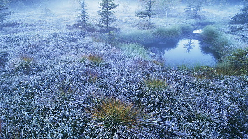Frozen grass in the winter, winter grassland HD wallpaper