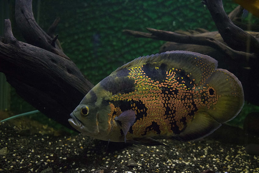 Ikan Oscar Oranye dan Abu-abu · Stok, ikan Wallpaper HD