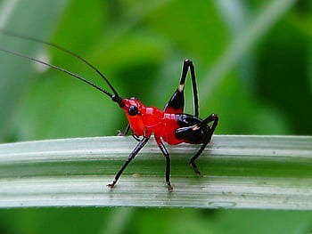 10 Stunning Red and Black Garden Bugs