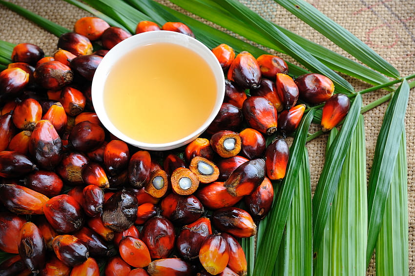 Web Seminar: Palm Oil – un case study di olio commestibile, olio di Sfondo HD