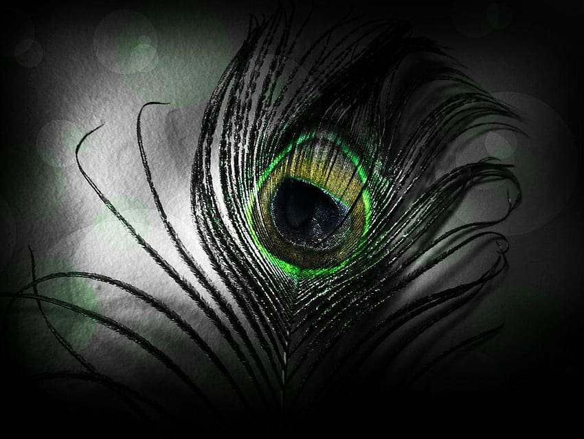 Black Peacock, krishna feather HD wallpaper