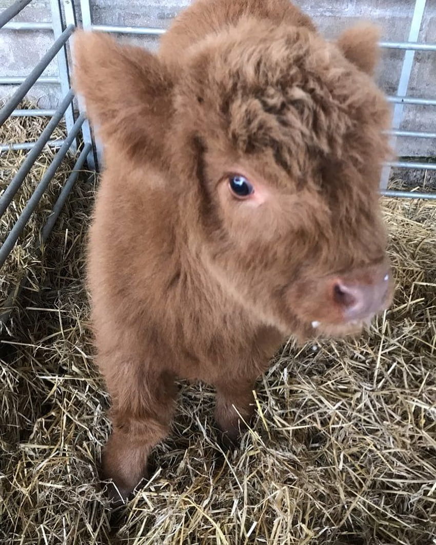 Cute of Highland Cows, fluffy baby cow HD phone wallpaper