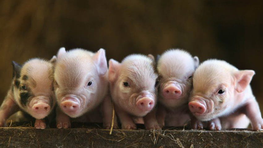 Peewee Piglet – Miniatur Babi, Mikro, Mini & Babi Cangkir Teh Untuk Dijual. Kami berspesialisasi dalam Juliana dan American Mini Pigs. Panggil, babi cangkir teh Wallpaper HD