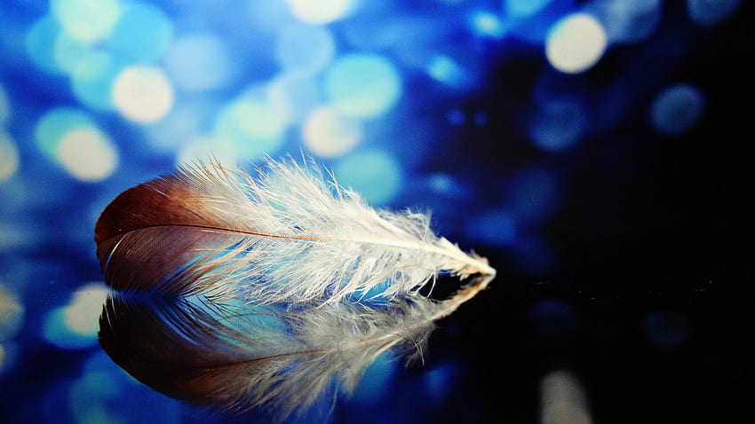 Feather for your or mobile screen and easy to, quill pen HD wallpaper