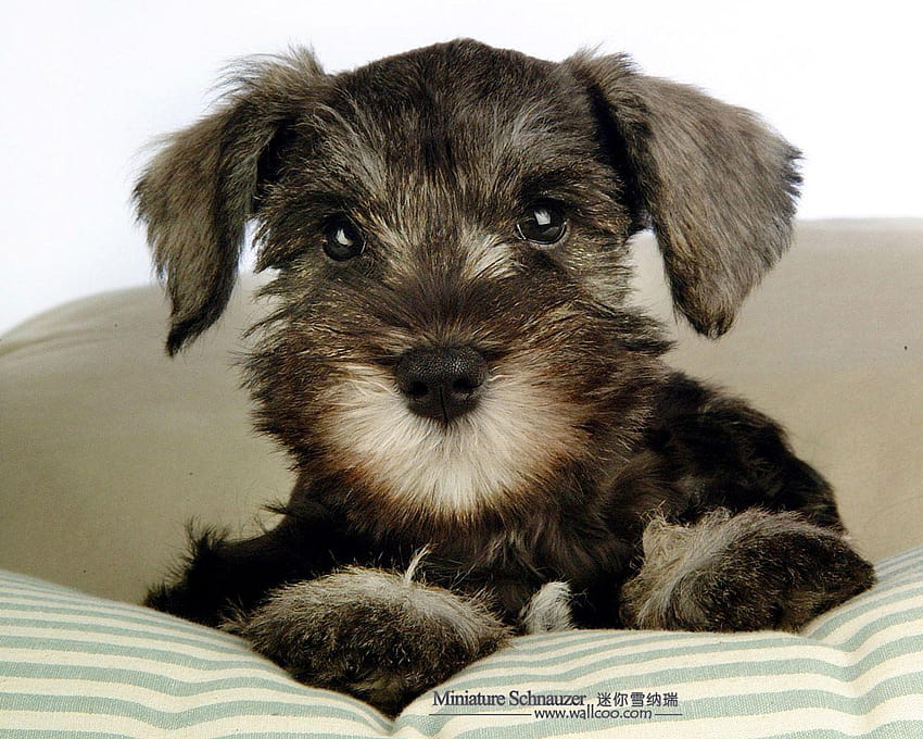 Mini Schnauzer Puppies, miniature schnauzer HD wallpaper