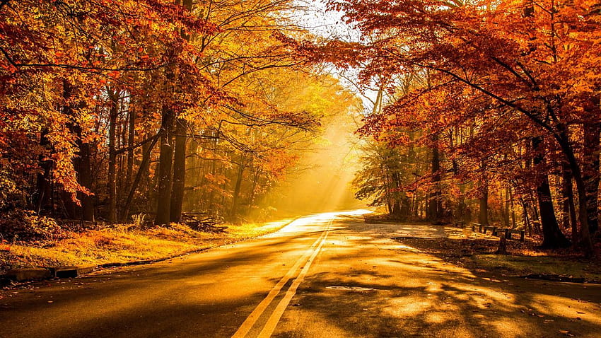Nature automne belle forêt feuilles matin parc route panoramique éclat soleil arbres crocus jaunes chauds, soleil d'automne Fond d'écran HD