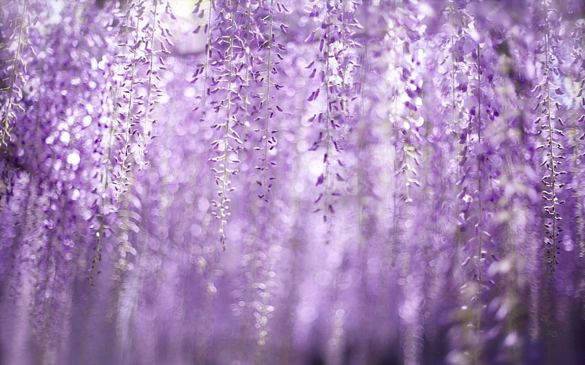 Best 3 Wisteria Backgrounds on Hip, wisteria flowers HD wallpaper
