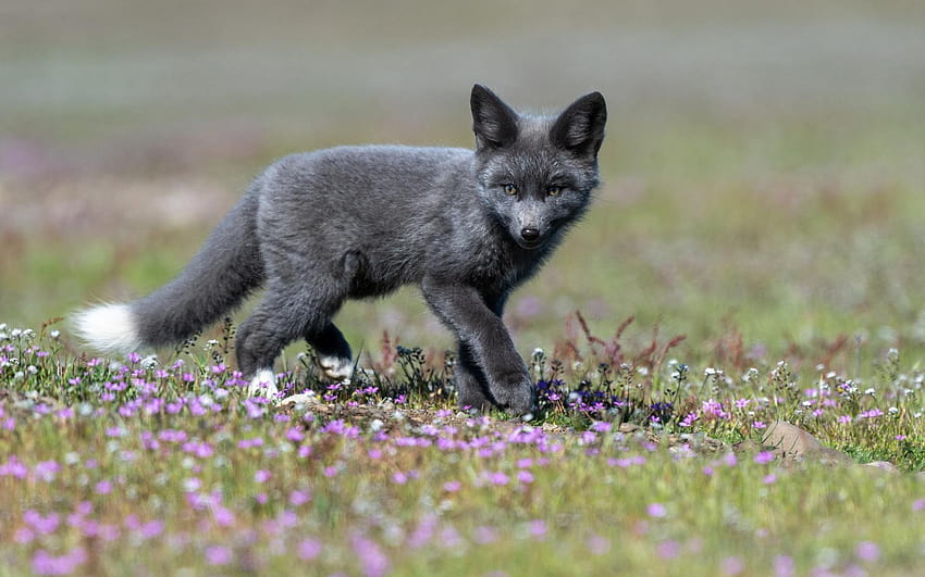 black fox, little fox, wildlife, forest HD wallpaper