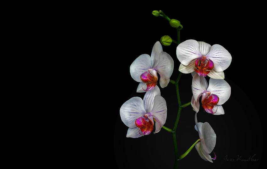 di una bellissima orchidea bianca puoi usarla [1600x1018] per il tuo computer orchidea, cellulare e tablet Sfondo HD