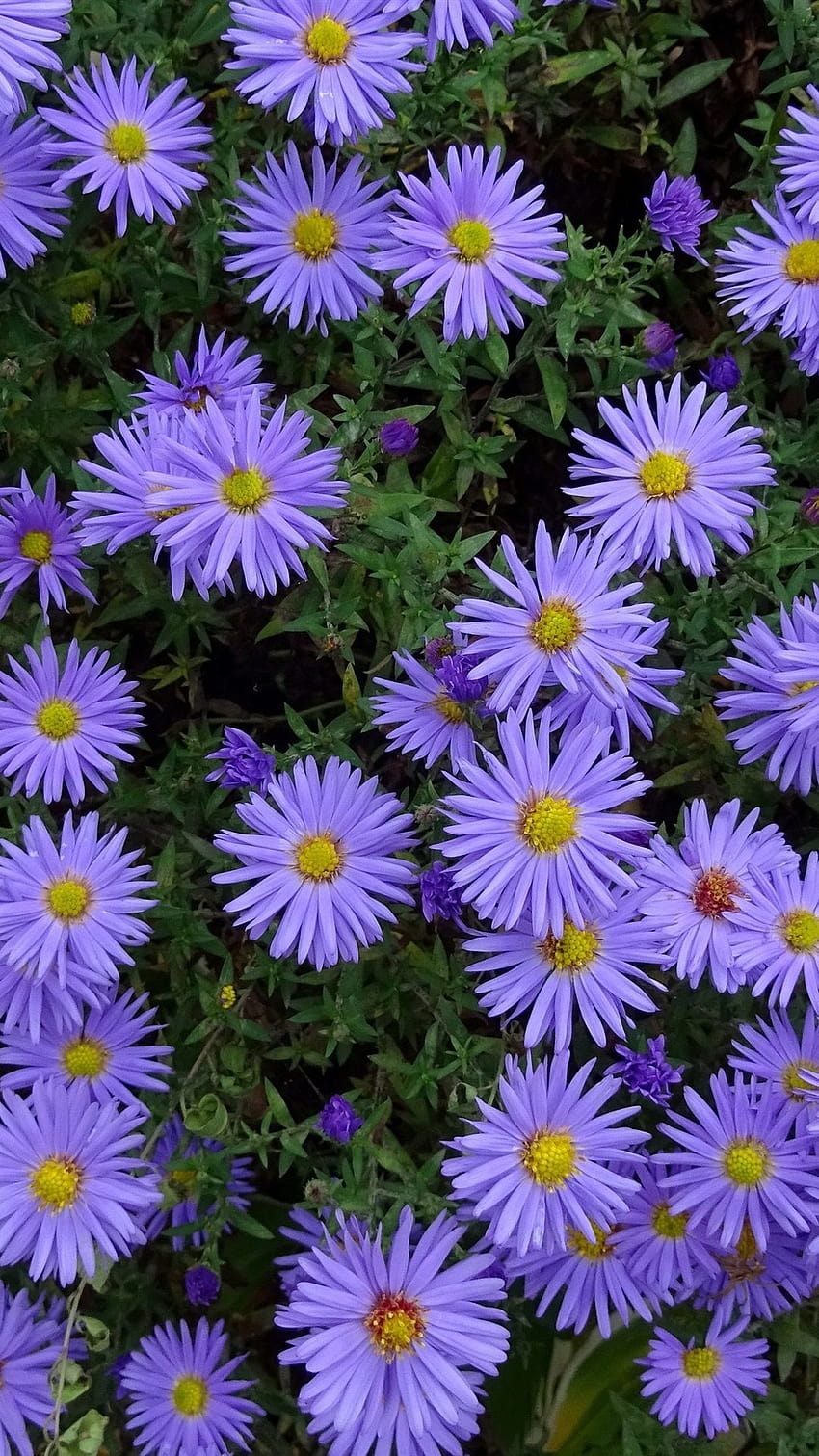 Muchas flores de aster azul 1080x1920 iPhone 8/7/6/6S Plus fondo de pantalla del teléfono
