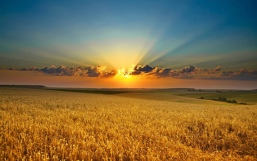 Sun over the horizon and wheat field, sun wheat fields HD wallpaper