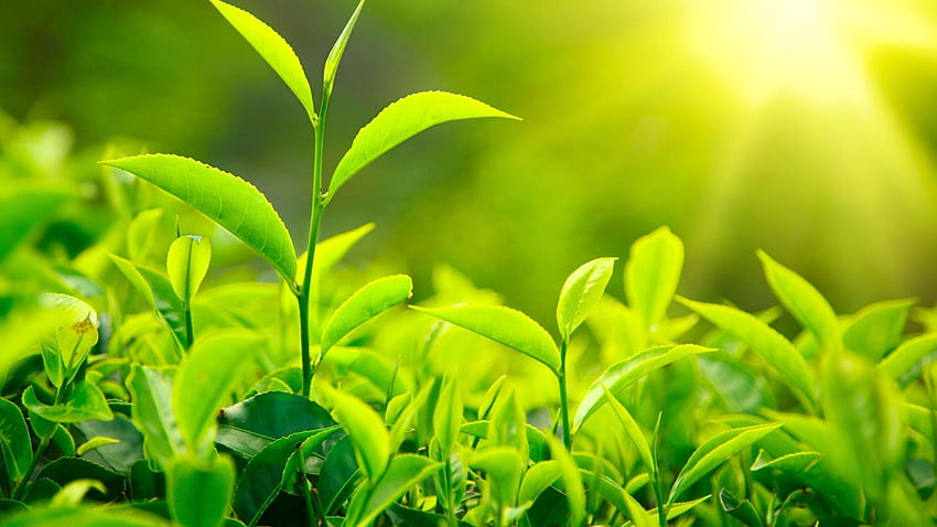 Листа от зелен чай, чаена градина HD тапет