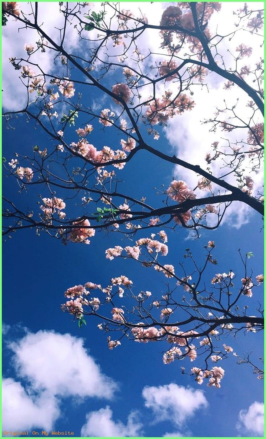 Iphone, sakura trees aesthetic ps4 HD phone wallpaper