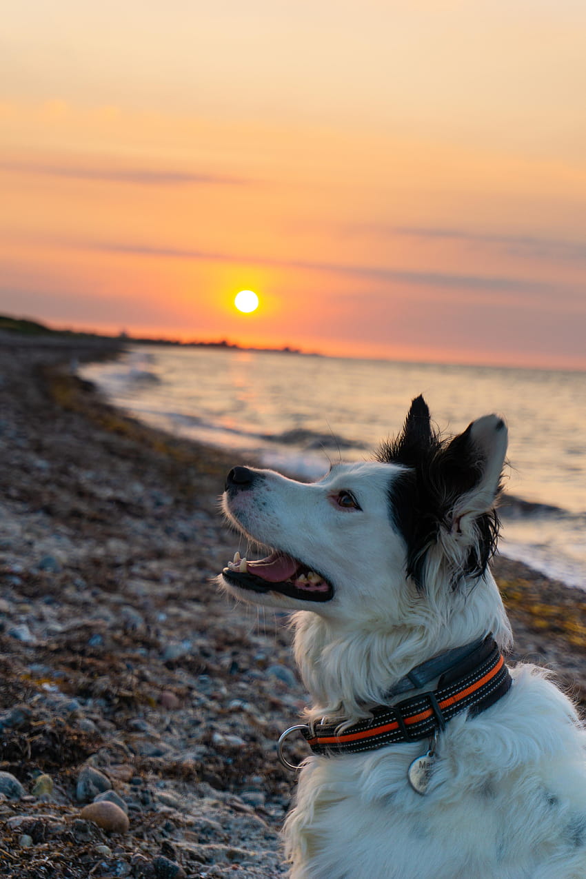 My dog posing at the beach in front of a sunset., dog at beach HD phone wallpaper