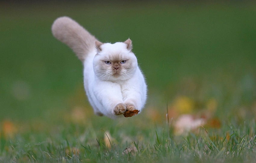 Lompat, Daun Jatuh ...itl.cat, kucing berbulu besar Wallpaper HD