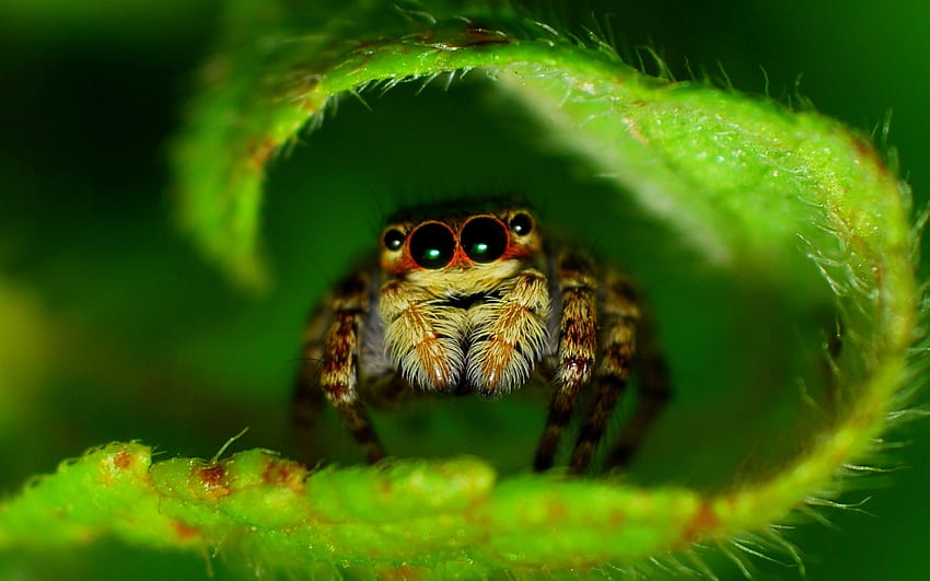 nature insects macro spiders High Quality ,High Definition, spider insect HD wallpaper