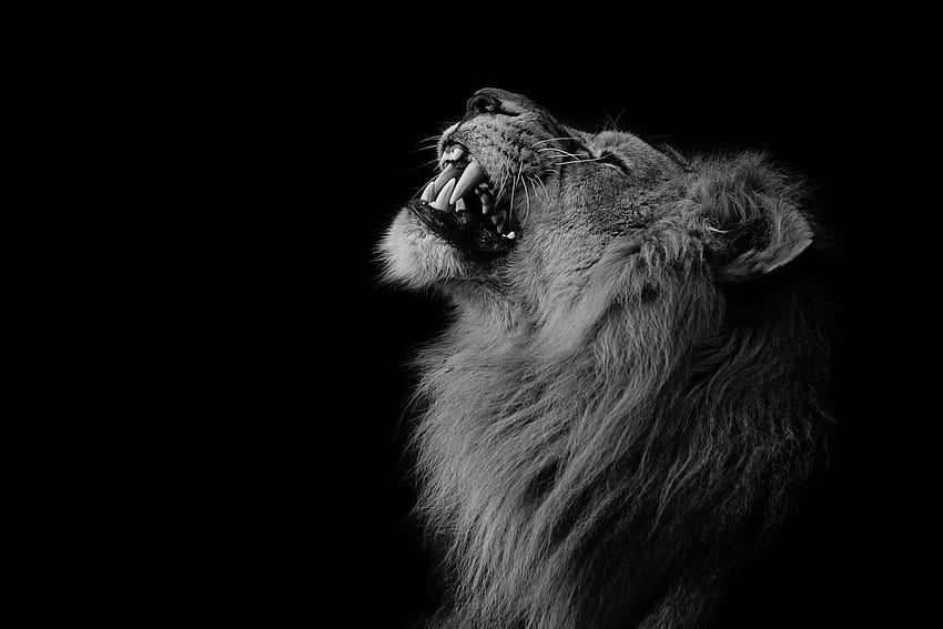 Lion , graphy, animals, one animal, mammal, black backgrounds • For You For & Mobile, black animal HD wallpaper