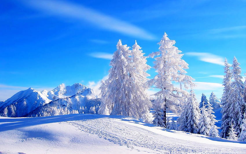Winter Snow for Android HD wallpaper