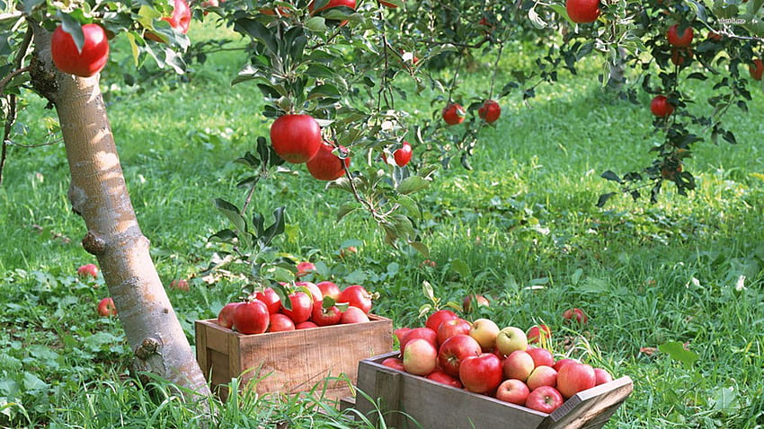 apple fruits tree [1920x1080] for your , Mobile & Tablet, apples trees HD wallpaper