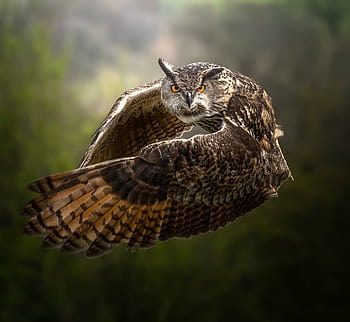 Eurasian eagle-owl Perseus Medusa Clash of the Titans, owls, animals, owl  png