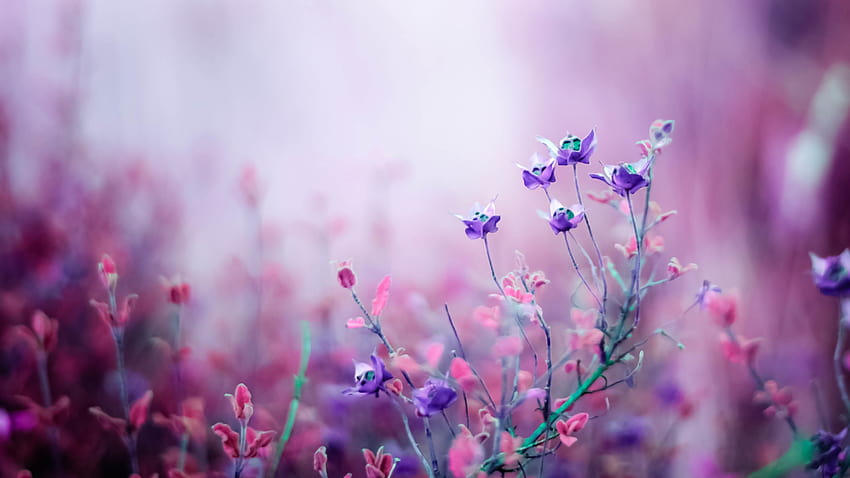 Flores silvestres, púrpura, Naturaleza fondo de pantalla