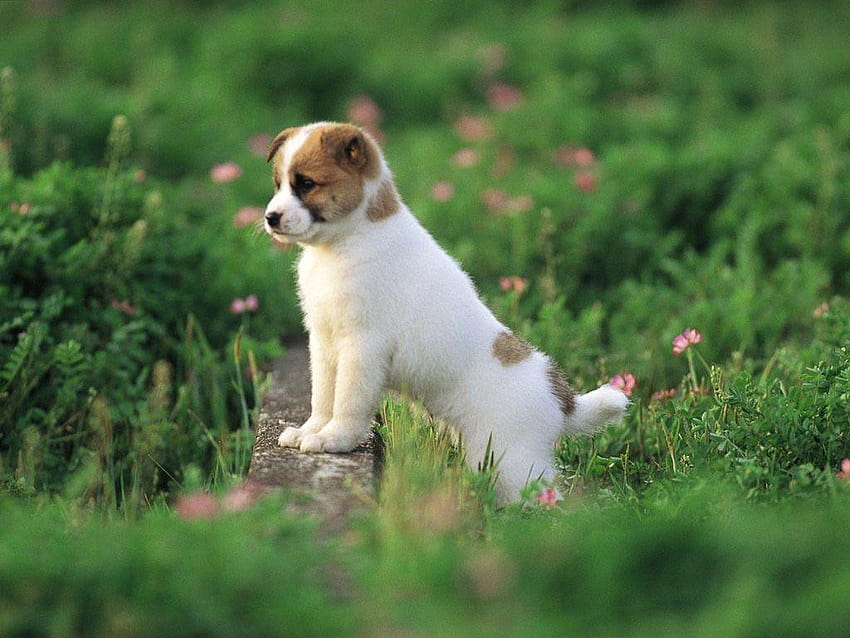 Cute Puppy, cute puppies summer HD wallpaper