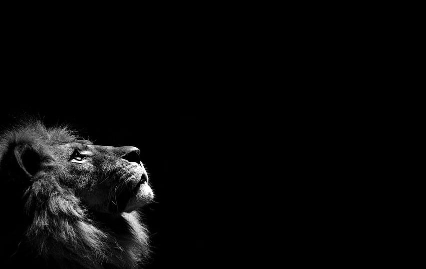 Resolución de alta calidad en blanco y negro de león « largo de león fondo de pantalla