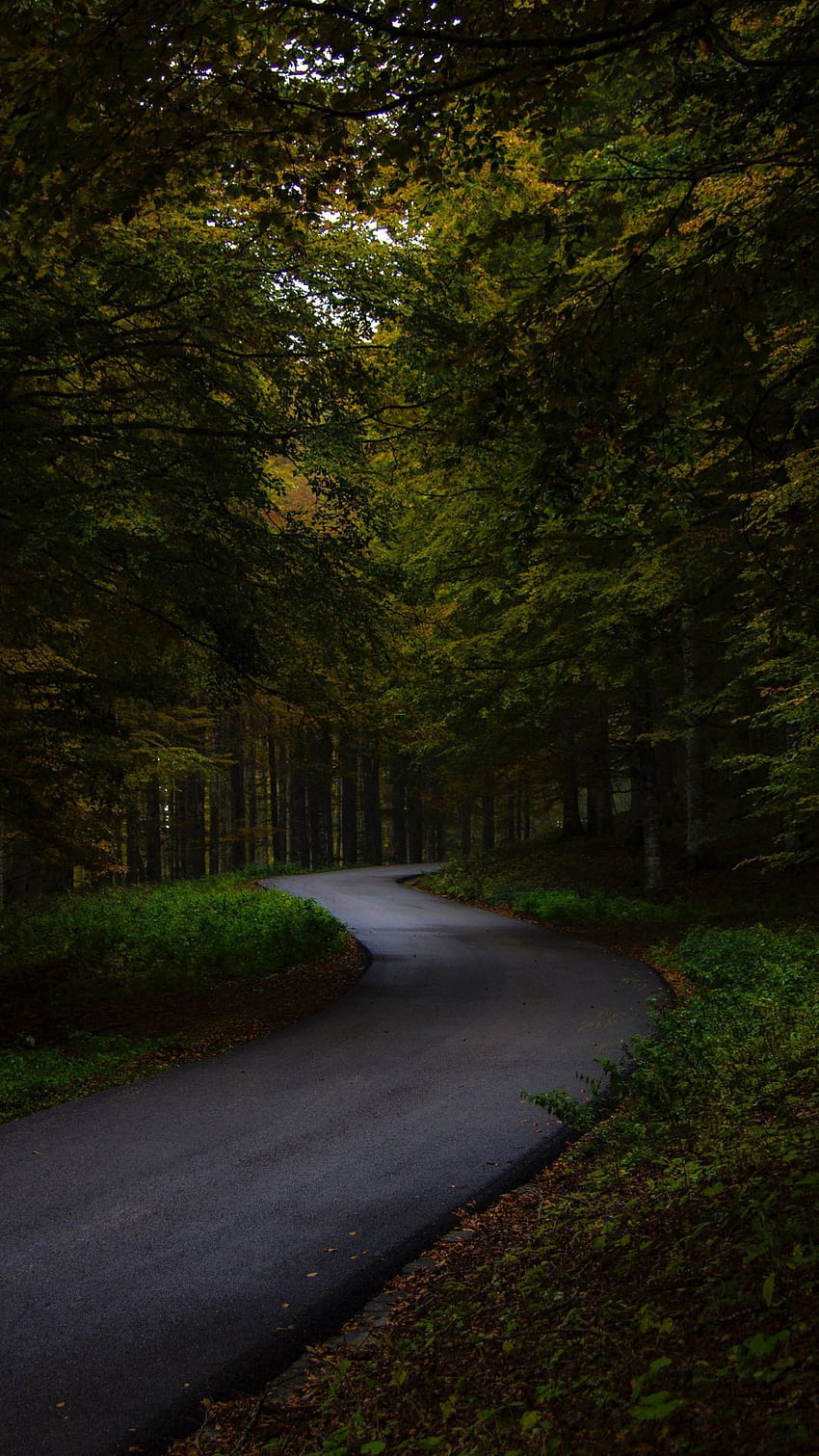 Aesthetic road with trees HD wallpapers | Pxfuel