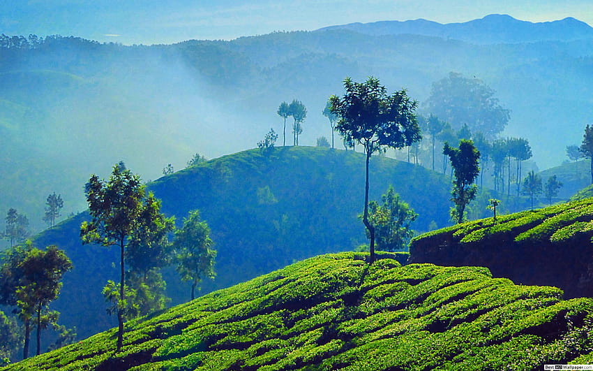 Çay tarlası, Munnar, Hindistan., çay bahçesi HD duvar kağıdı