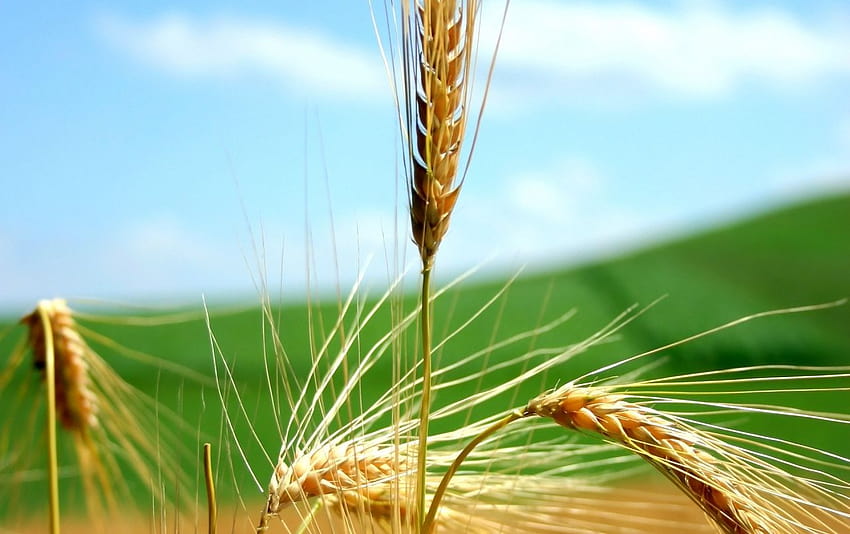 Wheat, agro HD wallpaper