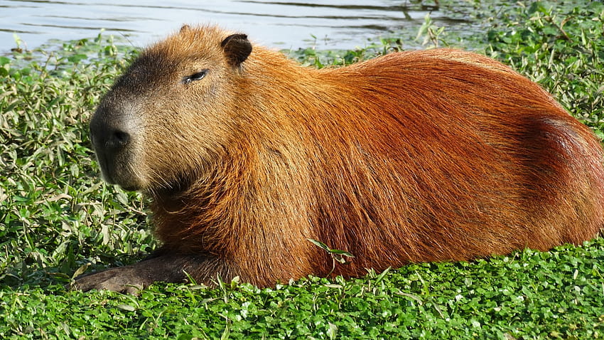 Capybara In The Water Background Picture Of Capybara Background Image And  Wallpaper for Free Download