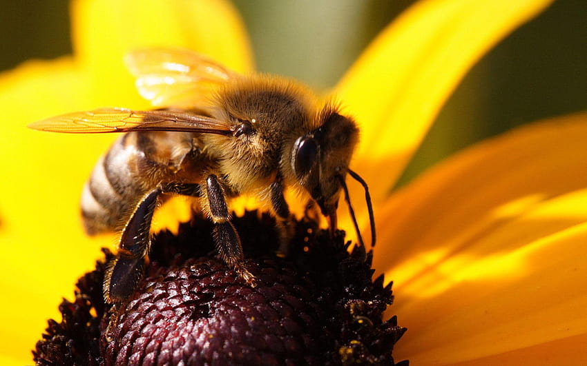 Пчеларство, оранжева и черна пчела HD тапет