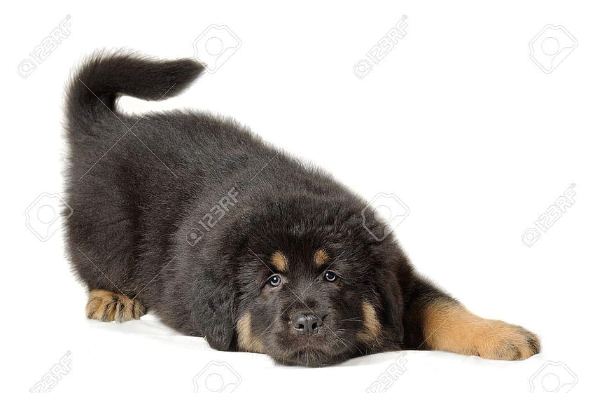 Puppy Tibetan Mastiff Lying Down In Front Of White Backgrounds, tibetan mastiff puppy background HD wallpaper