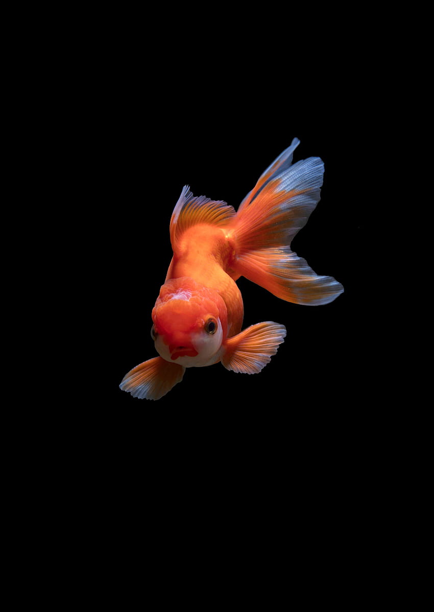 The Symbology of Fish and Water in Feng Shui HD phone wallpaper