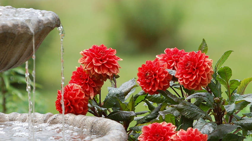 Pleasant Dahlias Water Fountain Summer Garden « Pin, garden colors HD wallpaper