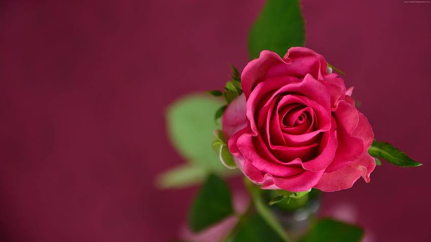 2 Roses Flower, red yellow roses HD wallpaper