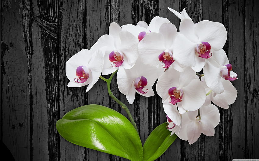 White Orchid Flower ❤ for Ultra TV HD wallpaper