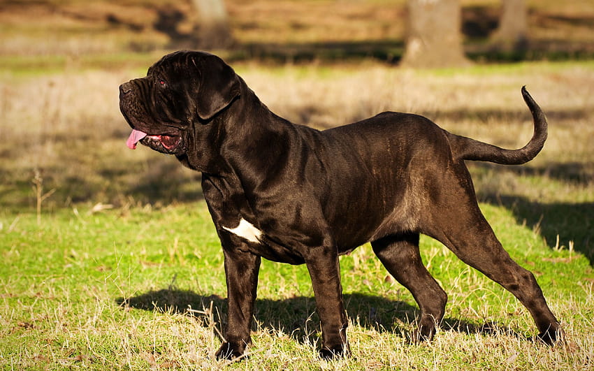Neapolitan Mastiff, Mastino, anjing hitam besar, hewan peliharaan, ras anjing Italia, dengan resolusi 3840x2400. Kualitas tinggi Wallpaper HD