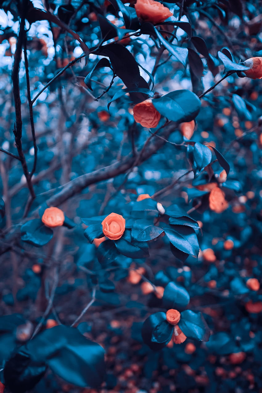 2624x3936 roses, garden, bush, tree, blur HD phone wallpaper