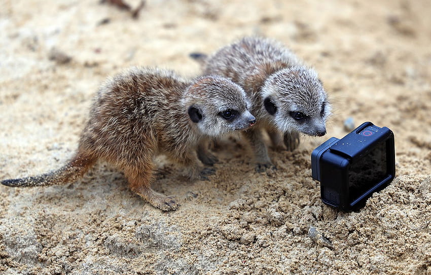 meerkats in love