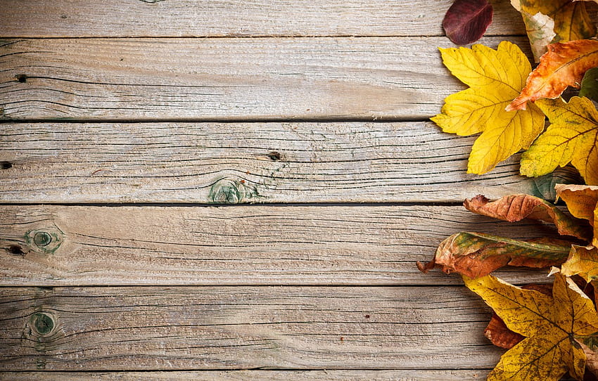 背景, 木, カラフル, 木, テクスチャ, 秋, 葉, 秋の紅葉, セクション текстуры, 織り目加工の秋 高画質の壁紙