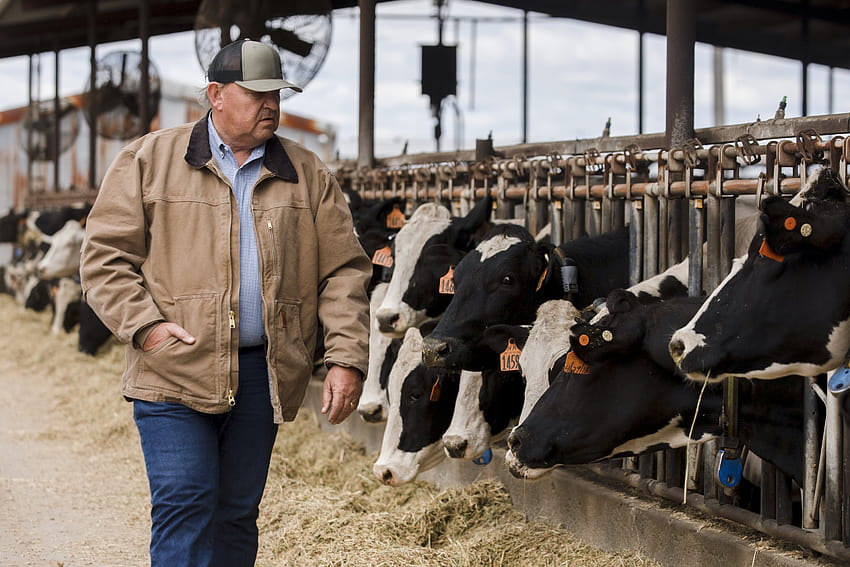 Коронавирусът опустошава селското стопанство: изхвърлено мляко, евтаназиран добитък HD тапет