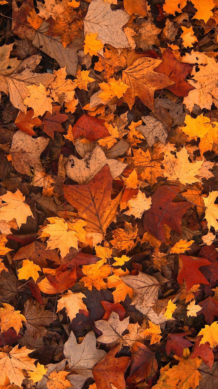Hojas de otoño Iphone Tumblr, teléfono de collage de otoño fondo de pantalla del teléfono