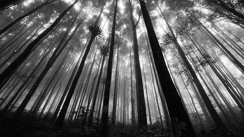 Black And White Forest Black And, forest dark anime HD wallpaper | Pxfuel